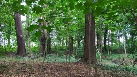 Na renowację parków
