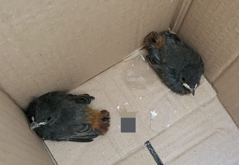 Świdniccy policjanci pomogli pisklętom