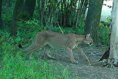 Uwaga: Grasująca puma w regionie!