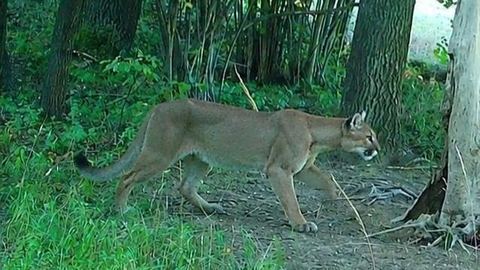 Uwaga: Grasująca puma w regionie!