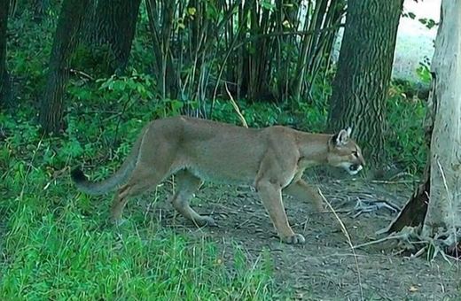 Uwaga: Grasująca puma w regionie!
