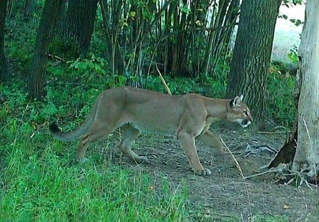 Uwaga: Grasująca puma w regionie!