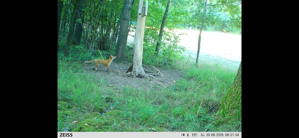Ostrzegali [przed pumą. Wyszło, że to... lis!