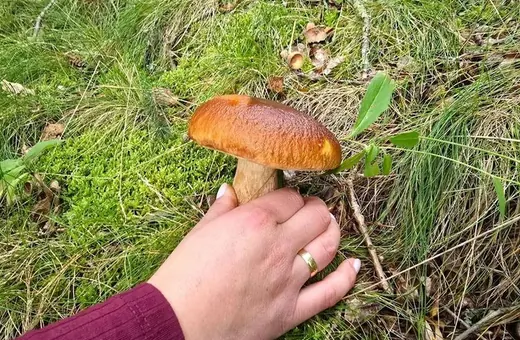 Jedziesz na grzyby? Za nielegalny wjazd do lasu grozi do 500 zł mandatu