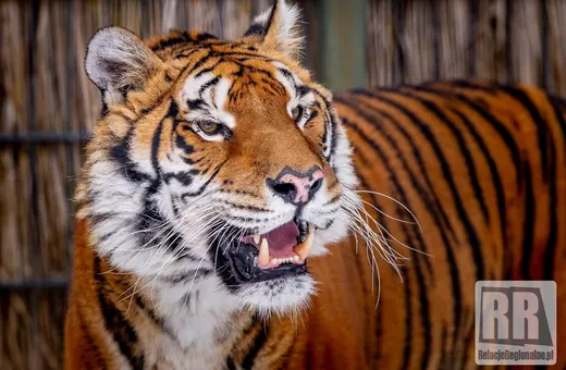 Tygrys wróci do Zoo Łączna?!